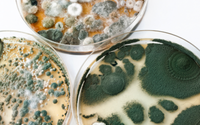 Fungus and Yeast and Mold, Oh My!
